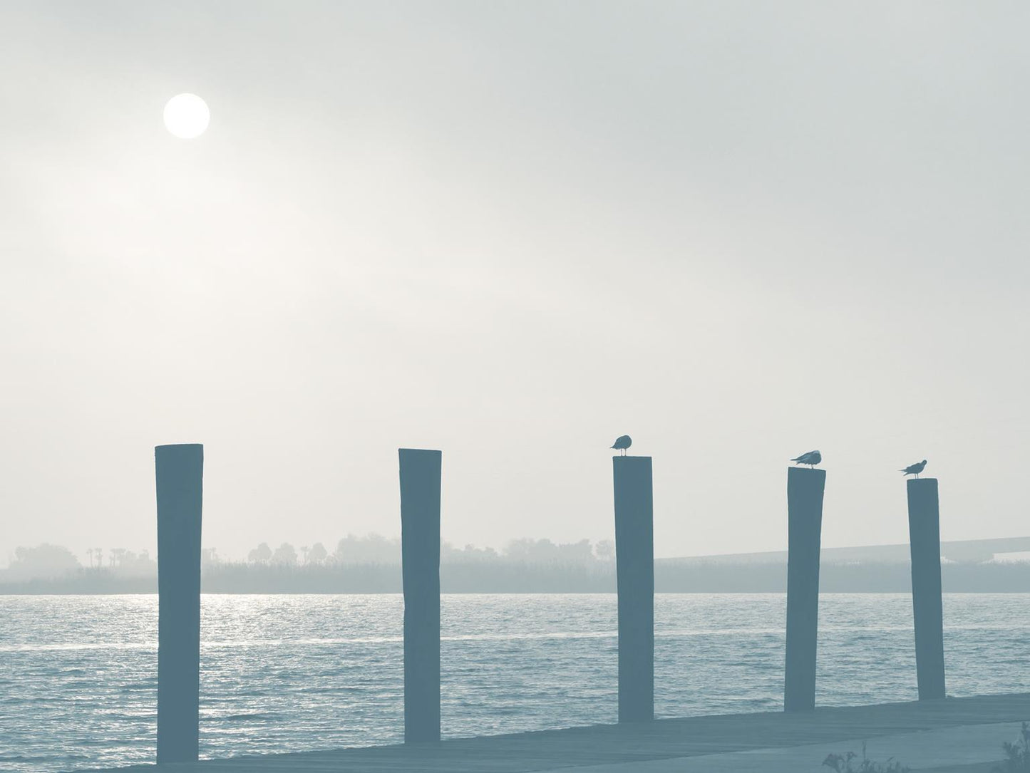 Pelicans By Gail Peck - Light Blue