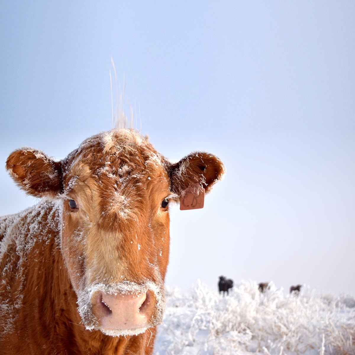 Small - Cold Cow - Light Blue