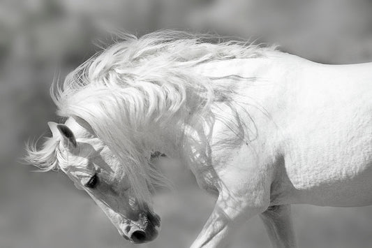 Framed Small - White Stallion By Danita Delimont - White
