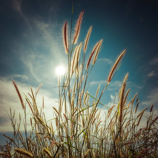 Framed Small - Cat Tails - Blue