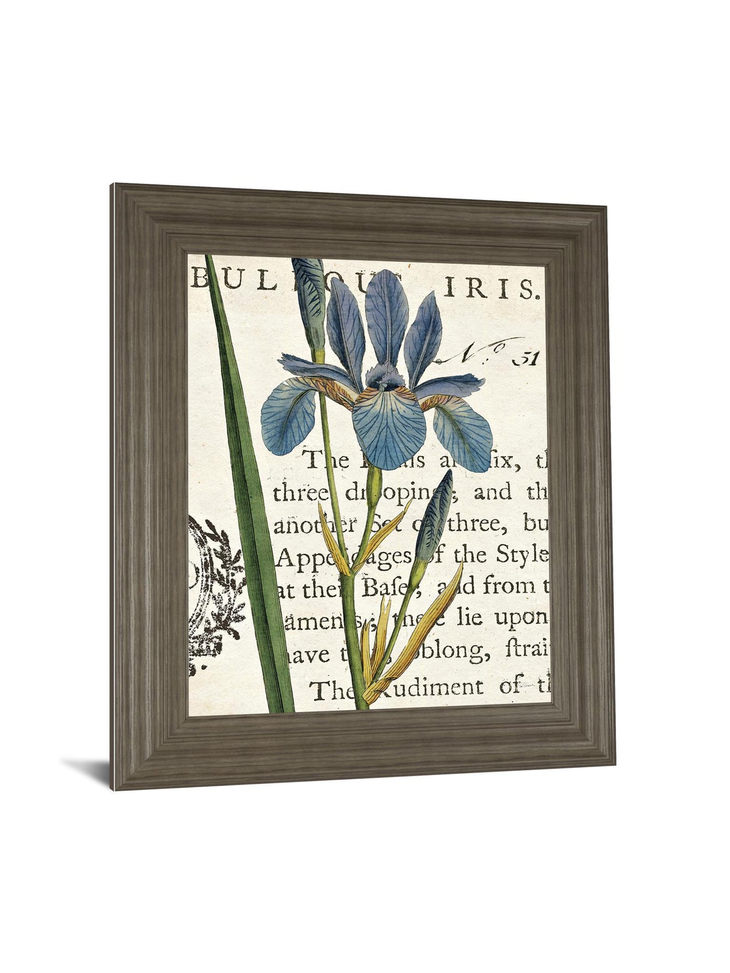 Iris Letter By Sue Schlabach - Framed Print Wall Art - Blue