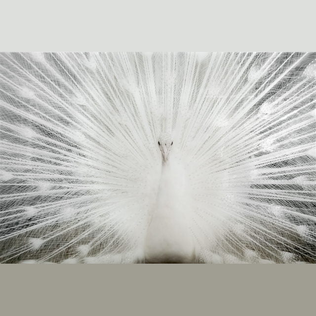Tempered Glass With Foil & Rhinestones - White Peacock - White