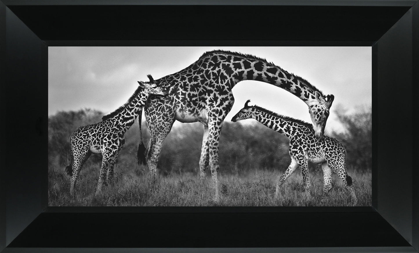 Giraffe Family By Xavier Ortega - Framed Print Wall Art - Dark Gray