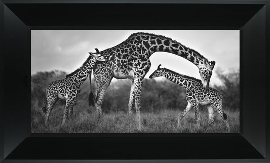 Giraffe Family By Xavier Ortega - Framed Print Wall Art - Dark Gray