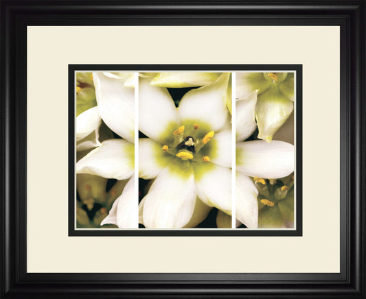 Star Of Bethlehem Triptych By Levine A. - White