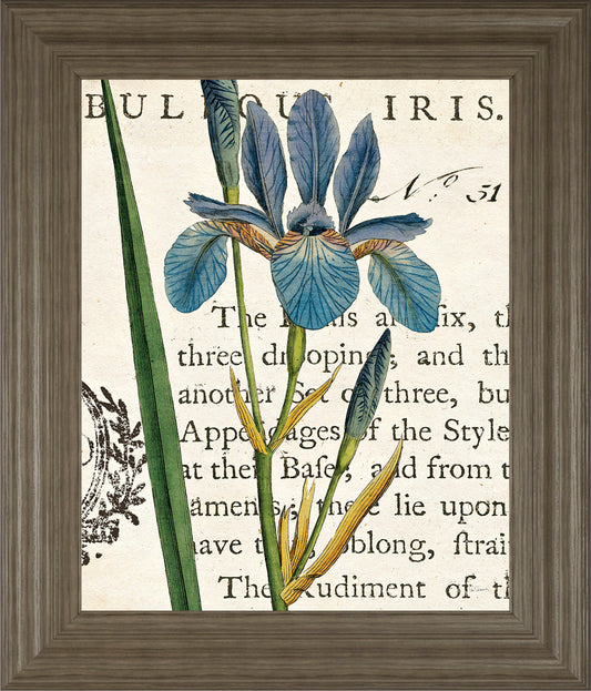 Iris Letter By Sue Schlabach - Framed Print Wall Art - Blue