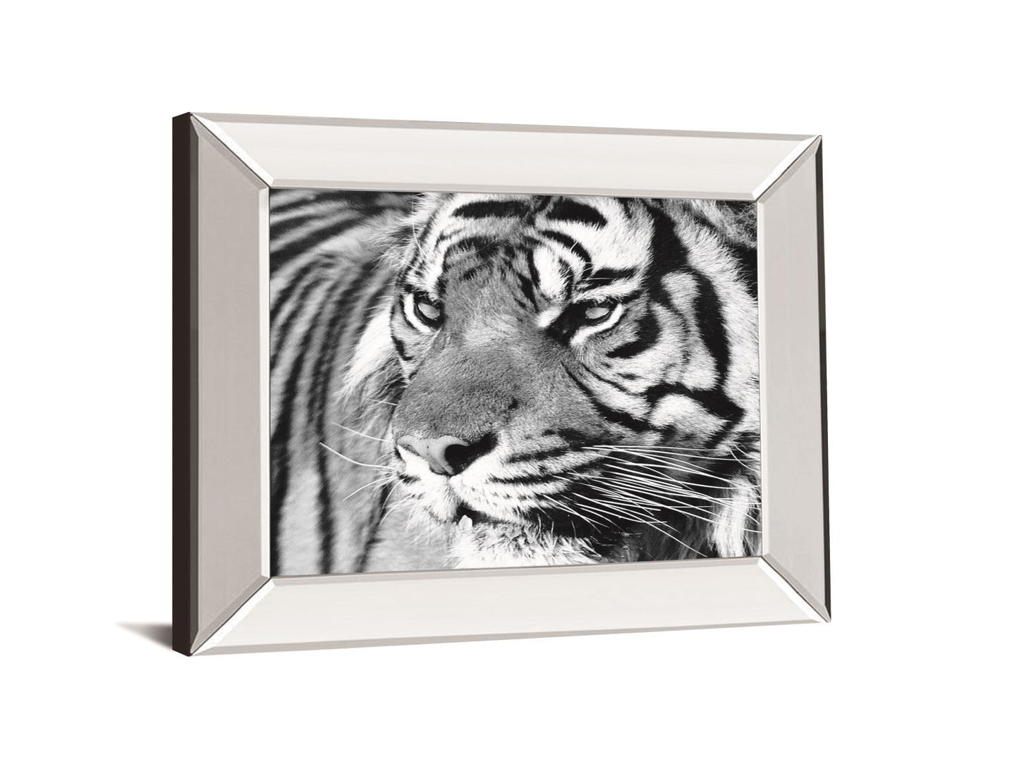 Tiger Eyes By Xavier Ortega - Mirror Framed Print Wall Art - Black