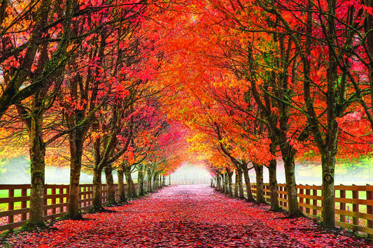 49x64 Framed - North Bend Trees By Aaron Reed - Orange