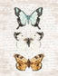 Framed - Butterfly Trio By Lettered & Lined - Gray