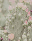 Blooms Abound III By Jennifer Rigsby - Gray