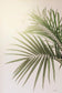 Sunkissed Palm By Jennifer Rigsby (Framed) (Small) - Dark Green