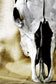Tempered Glass With Foil - Cattle Skull - Gray