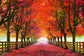 Framed - North Bend Trees By Aaron Reed - Orange