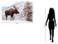 Tempered Glass - Moose In Snow - Gray