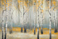 Framed Small - Golden September Birchmichaelmarcon - Gray