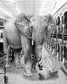Safari Laundromat Elephant (Framed Small) - Gray