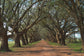 Oak Alley By Alexey - Dark Brown