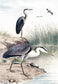 Along The Shores I By Piddix (Small) - Gray