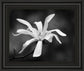 Magnolia Dreams I By Geyman Vitaly - Framed Print Wall Art - Dark Gray