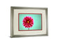 Zenia By Gail Peck - Framed Print Wall Art - Pink