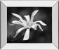 Magnolia Dreams I By Geyman Vitaly - Mirror Framed Print Wall Art - Dark Gray
