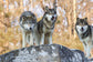 Three Wolves By Classy Art (Small) - Dark Gray