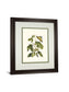 Papilio Antilochus By Marc Catesby - Framed Print Wall Art - Green