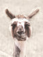 Quizzical Alpaca By Lori Deiter (Framed) - Pearl Silver