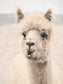 Soft Alpaca 2 By Lori Deiter (Small) - Beige