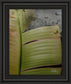 Butterfly Palm Il By Patricia Pinto - Framed Print Wall Art - Green