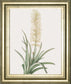 Sansevieria Zeylancia By Pierre Joseph Redoute - Framed Print Wall Art - Green