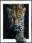 Midnight Stalker II Gloss Canvas With Rocks In Frame - Black / White