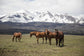 Horse Perspective By Piddix (Small) - Green