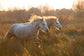 Two Horses Galloping By Jimmy'z - Light Brown