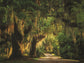 Moss Draped Path By Martin Podt Photography (Framed Small) - Dark Green