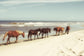 Small - Horses On The Beach By Kathy Mansfield - Light Blue