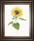 22x26 Sunflower I By Sally Swatland - Yellow