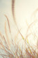 Beach Grass By Bill Carson Photography (Framed Small) - Beige