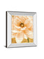 Beautiful Cream Peonies Script I By Patricia Pinto - Mirror Framed Print Wall Art - Gold