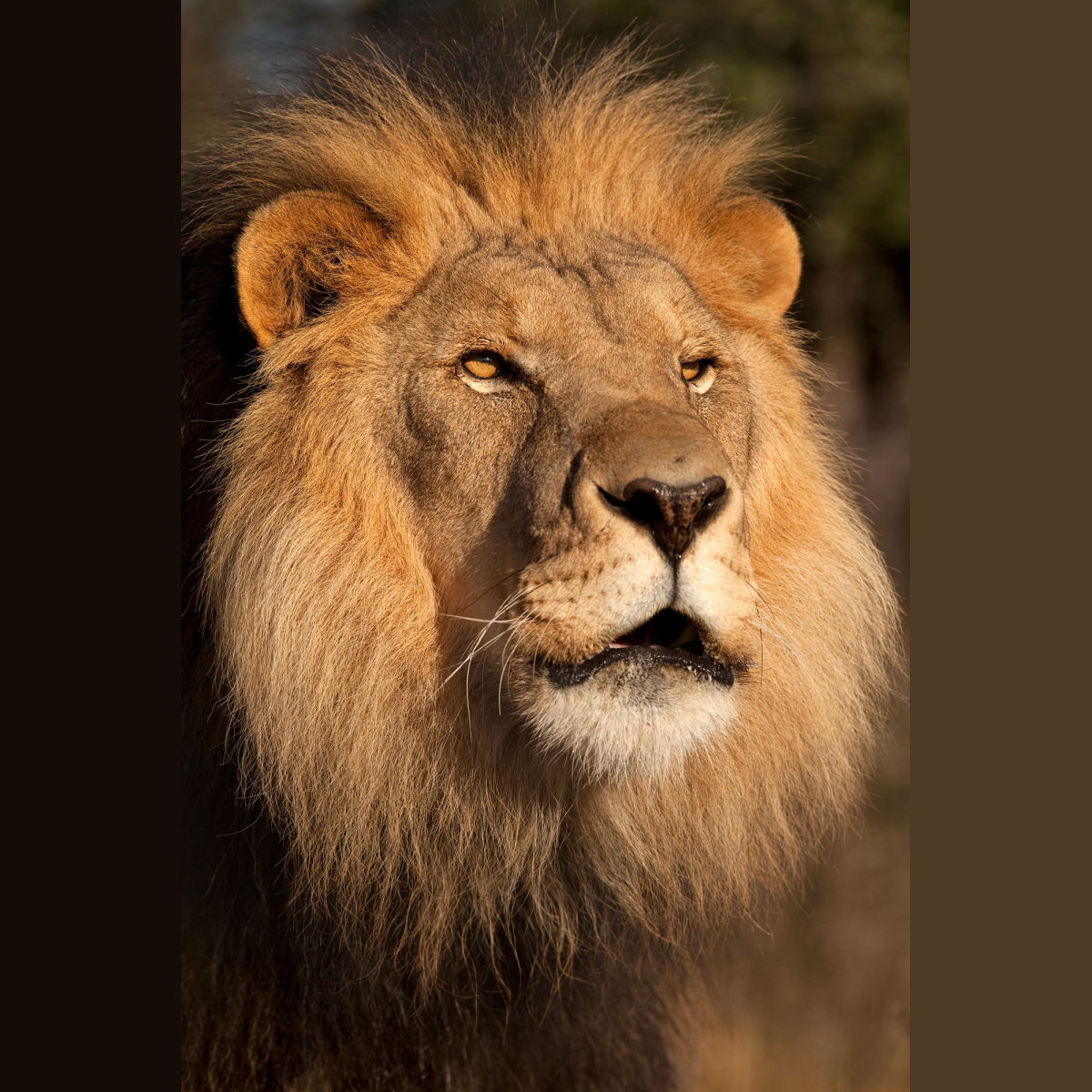 Lion At Sunset By Jimmy'z - Dark Brown