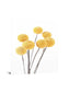Temp Glass With Foil - Yellow Bulb 2 - Yellow