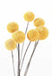 Temp Glass With Foil - Yellow Bulb 2 - Yellow