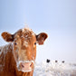 Small - Cold Cow - Light Blue