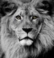 Small - Stunning King - Dark Gray