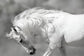 Small - White Stallion By Danita Delimont - White