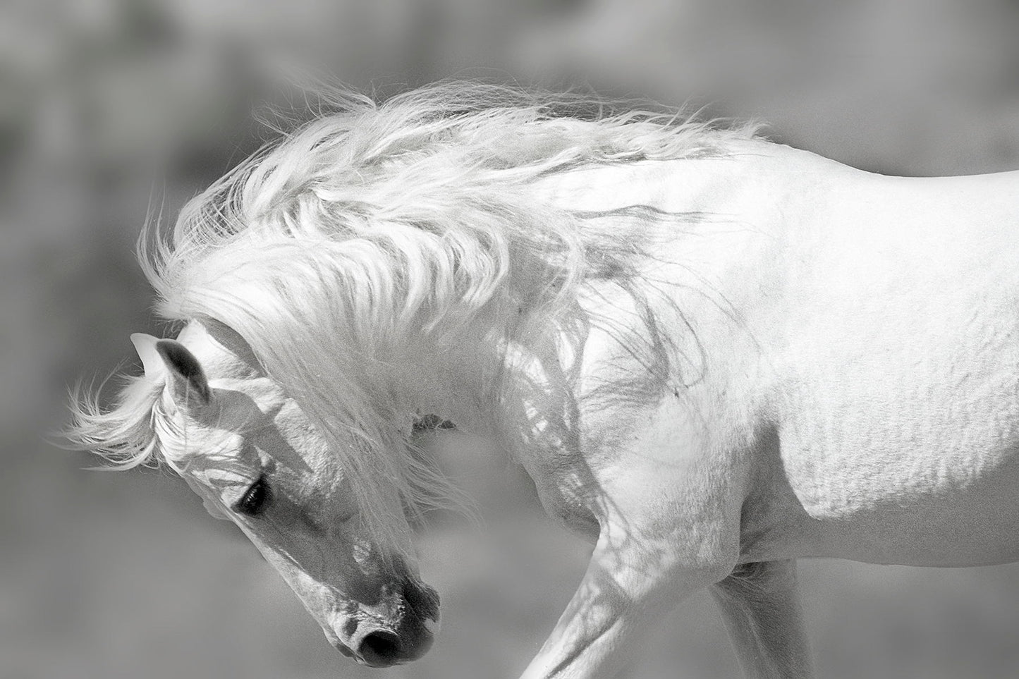 Framed - White Stallion By Danita Delimont - White