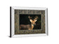 White Tail Buck By Tony Campbell Double Matted - Mirror Framed Print Wall Art - Black