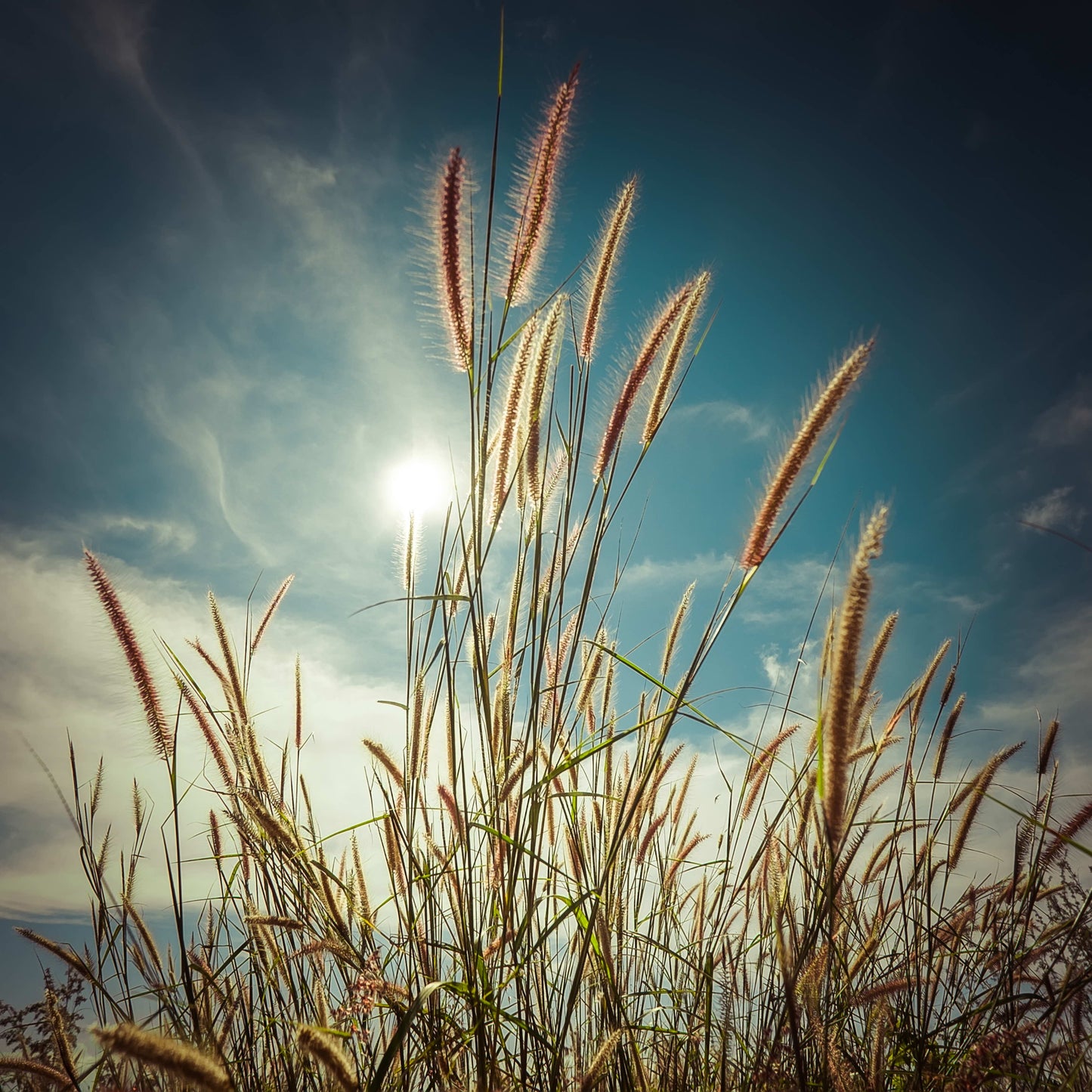 Framed - Cat Tails - Blue