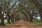 Framed - Oak Alley By Alexey - Green