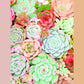 Small - Succulent By Tamara Robinson - Green